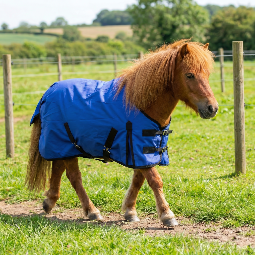 12h pony wearing 200g Medium Weight 200g Fill Turnout Rug in Royal Blue