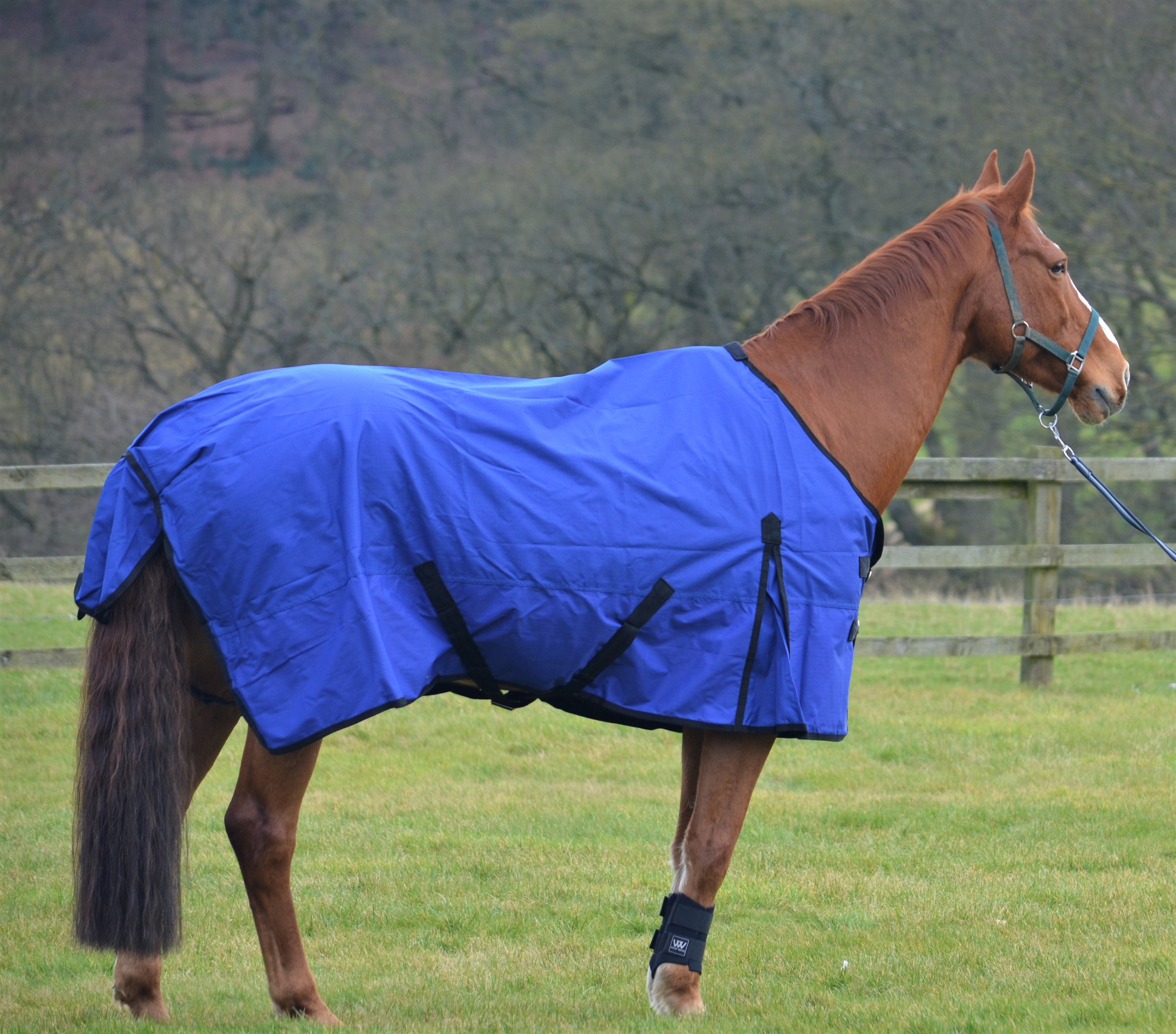 Lightweight Rainsheet 600D Turnout Rug 0g Fill Royal Blue