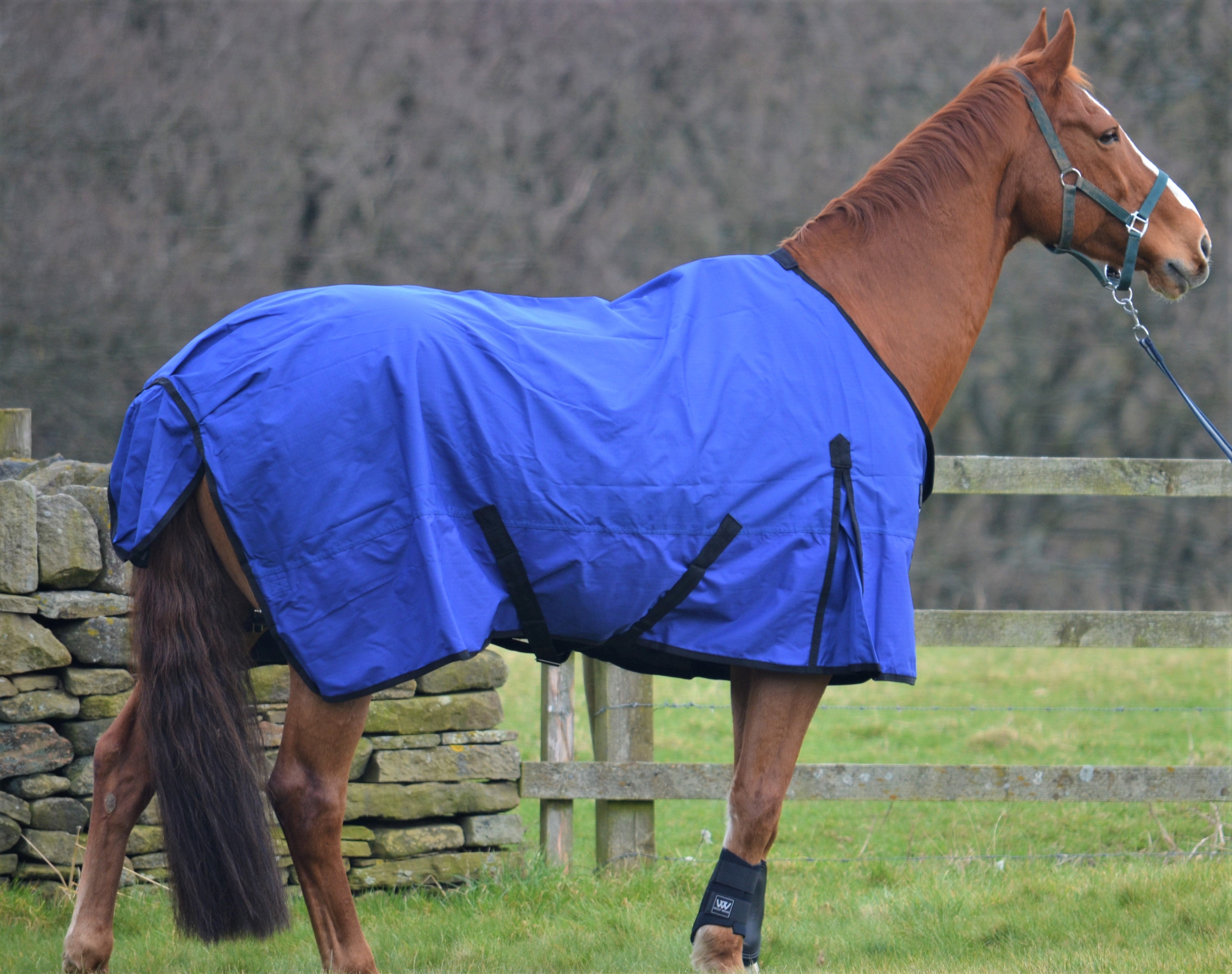 Lightweight Rainsheet 600D Turnout Rug 0g Fill Royal Blue