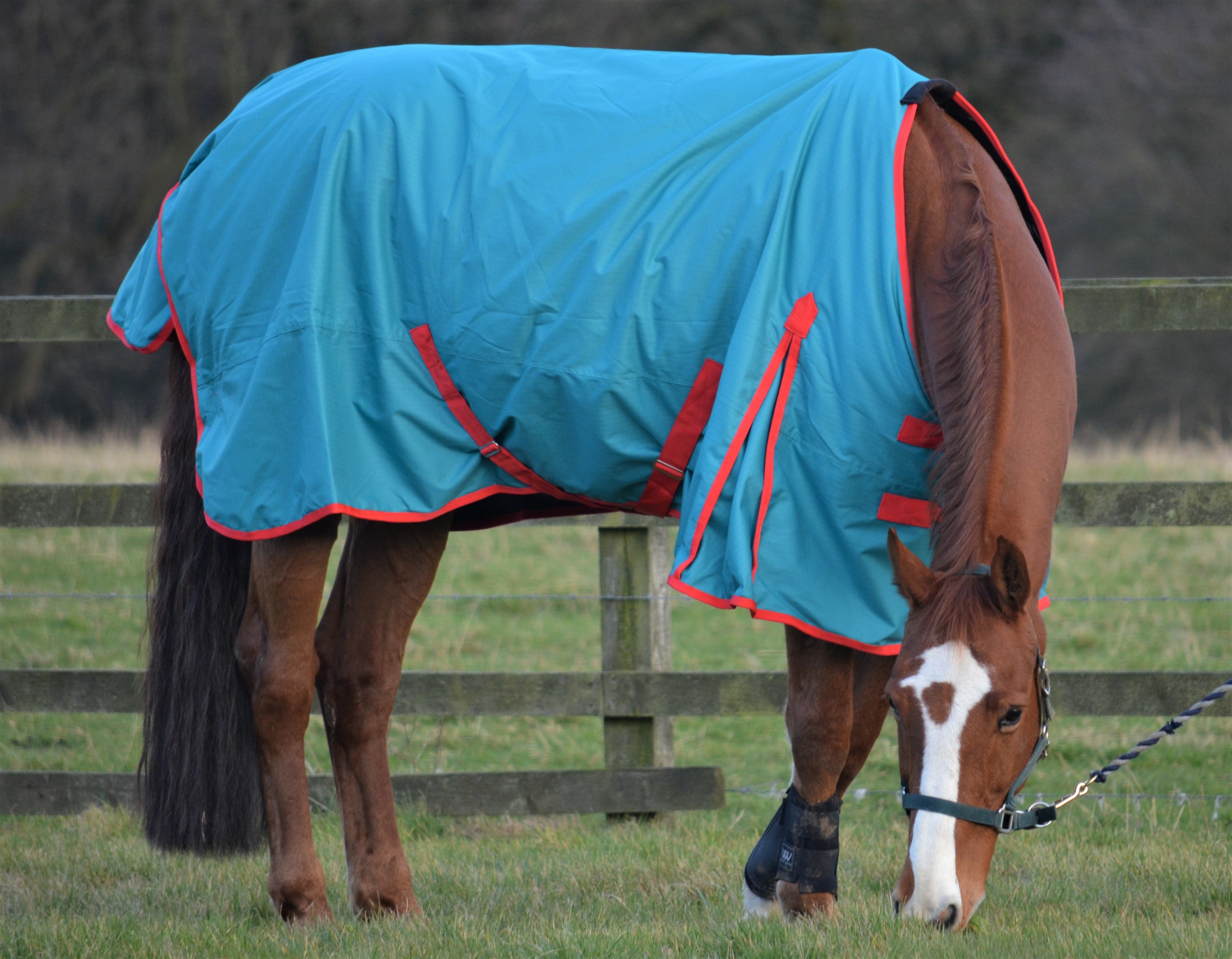 Teal Lightweight 600D 100g Fill Turnout Rug