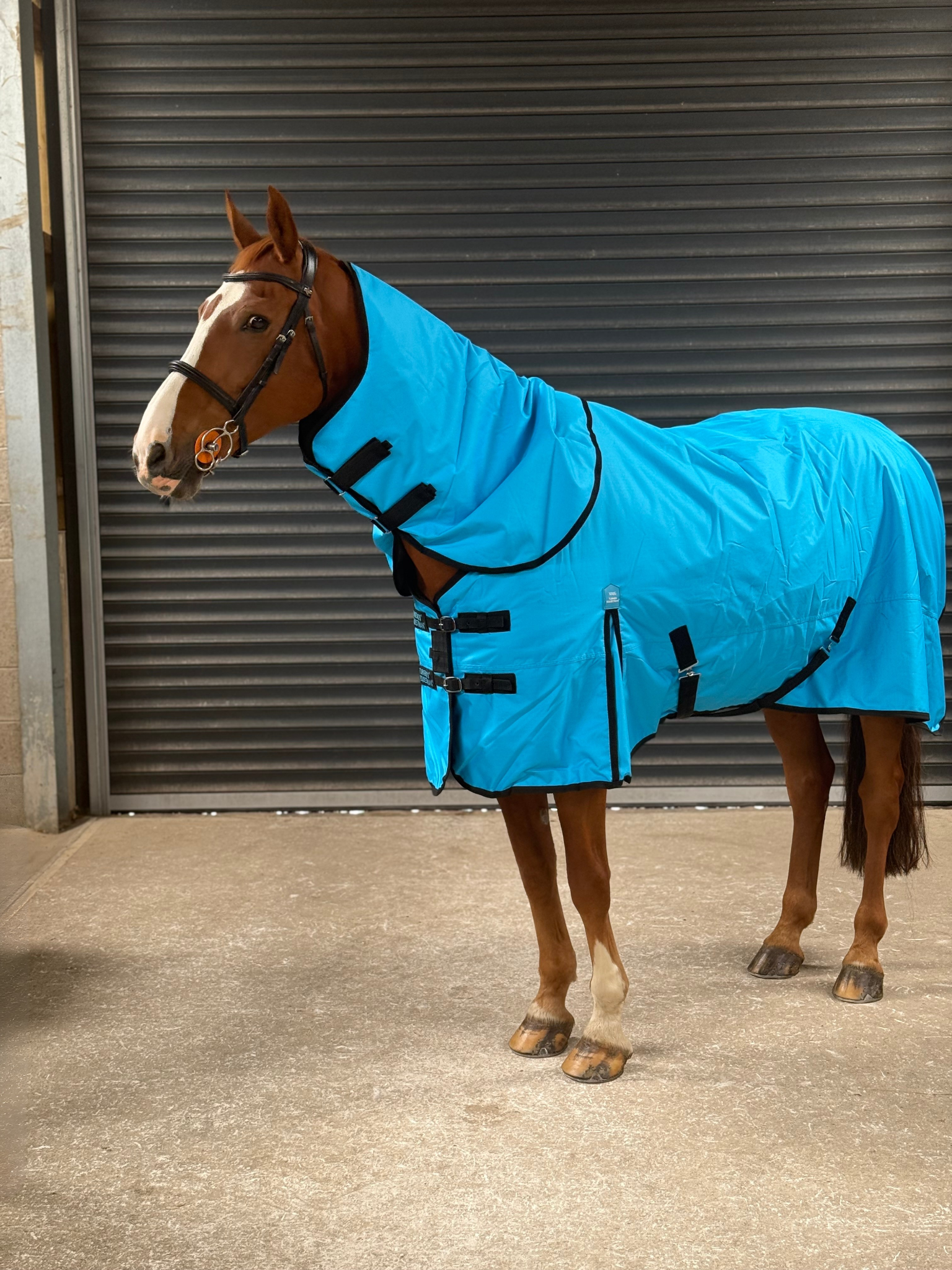 Lightweight 600D Turnout Rug 100g Fill - Highlighter Blue