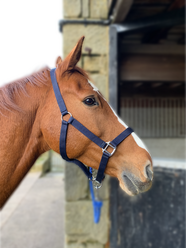 Quality Headcollar for Pony / Horse Soft Strong Durable and Robust